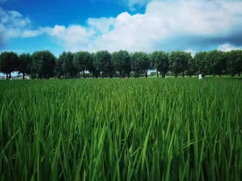 解碼寒地黑土上的農業振興&mdash;&mdash;黑龍江省綏化市北林區科技興農調查