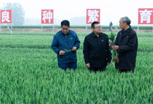 &ldquo;找到那一粒最耐渴的高產麥種&rdquo;