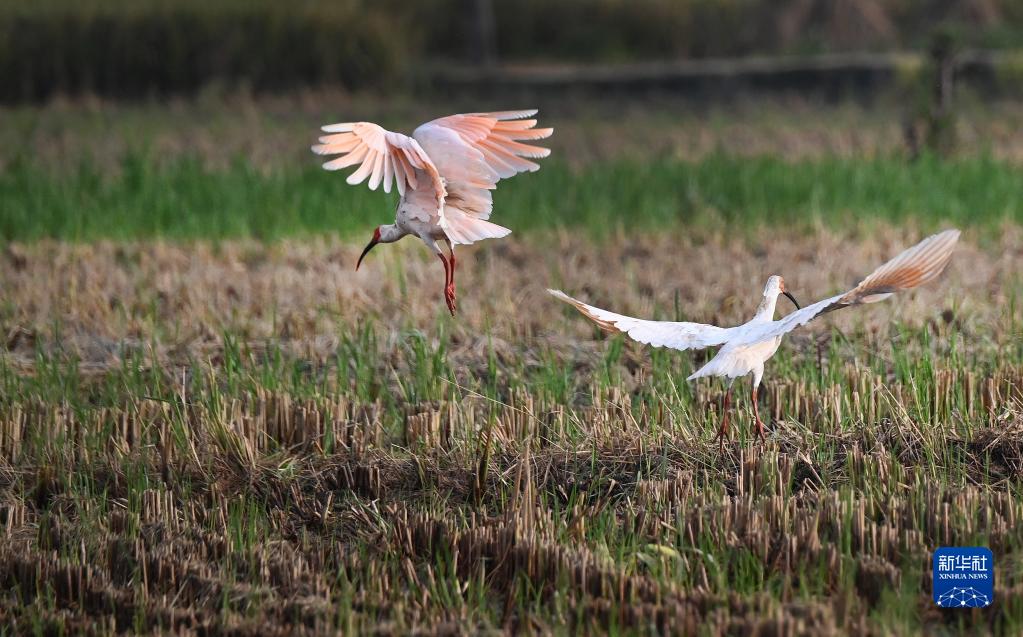 陜西：寫(xiě)好黃土地上新時(shí)代新答卷