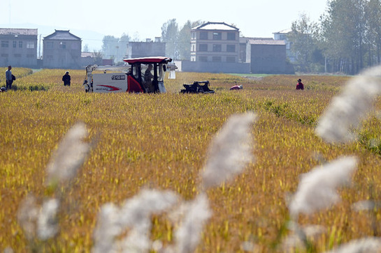 &ldquo;噸糧田&rdquo;的三種&ldquo;打開(kāi)方式&rdquo;