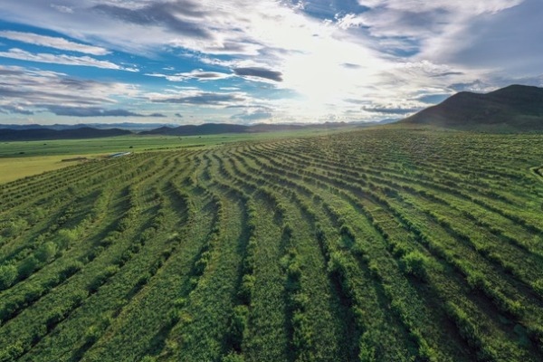 從&ldquo;沙進人退&rdquo;到&ldquo;沙里掘金&rdquo;&mdash;&mdash;我國沙漠治理帶動產業發展觀察