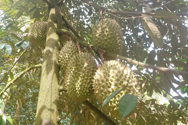 國(guó)產(chǎn)榴蓮嶄露頭角　&ldquo;榴蓮自由&rdquo;更近了嗎？