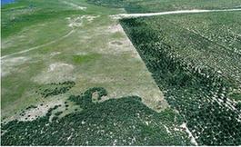 部分草原保護項目竟變&ldquo;生態殺手&rdquo;